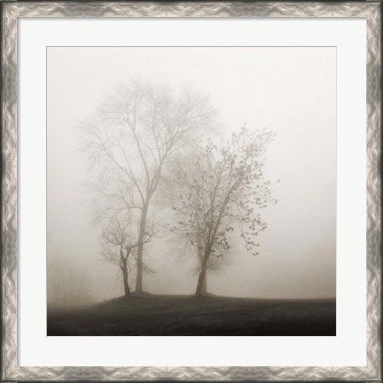 Framed Four Trees in Fog Print