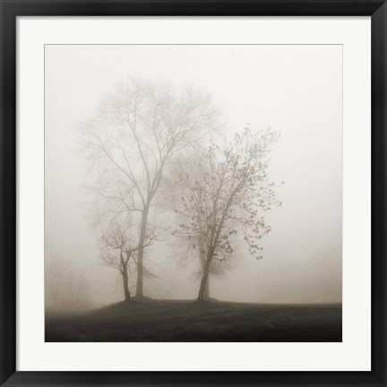 Framed Four Trees in Fog Print