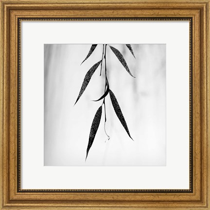 Framed Willow Print No. 2 Print