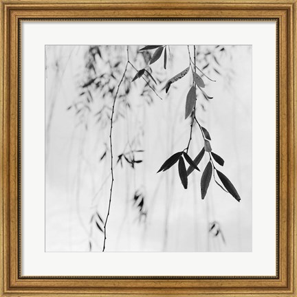 Framed Willow Print No. 3 Print