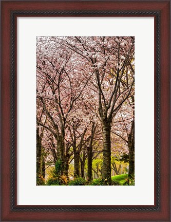 Framed Cherries in Bloom Print