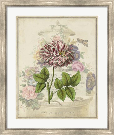 Framed Vintage Rose Bookplate Print