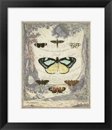 Framed Vintage Butterfly Bookplate Print