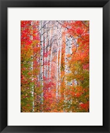 Framed Autumn Passage Print