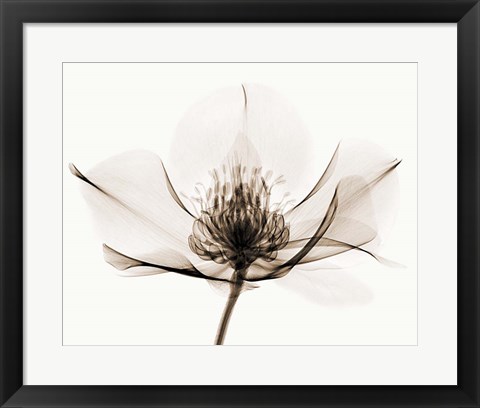 Framed Hellebore I Print