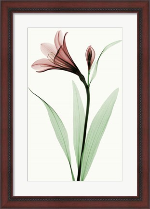 Framed Lily I Print