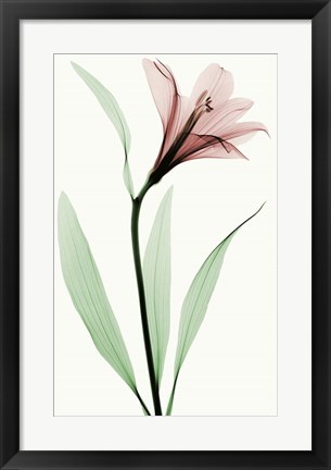 Framed Lily II Print