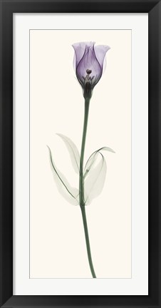 Framed Lisianthus Print