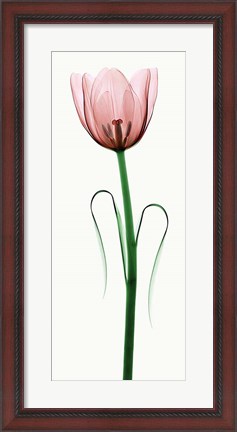 Framed Tulip I Print