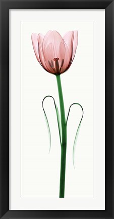 Framed Tulip I Print