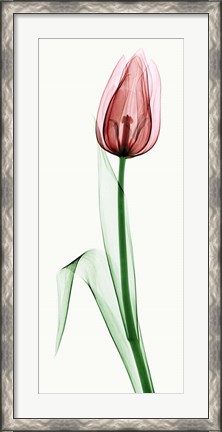 Framed Tulip II Print