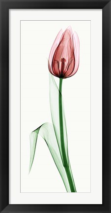 Framed Tulip II Print