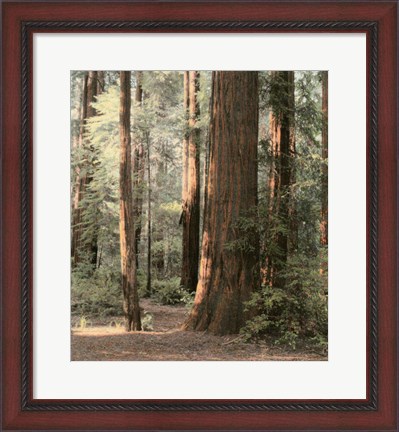 Framed Redwoods 2 Print