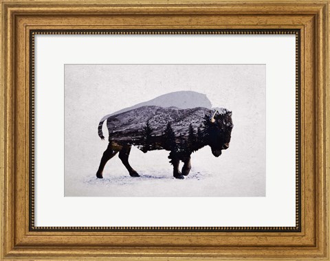 Framed American Bison Print