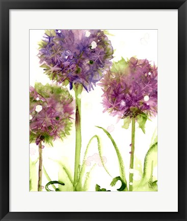 Framed Alliums Print