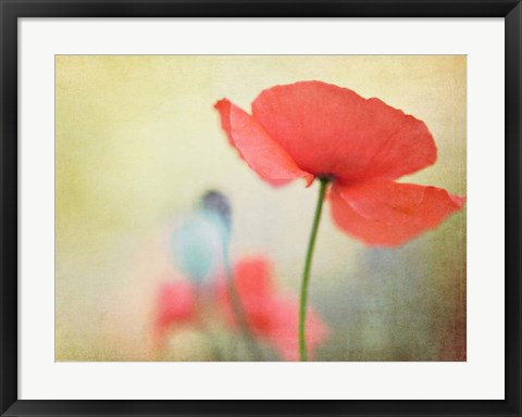 Framed Poppy Print