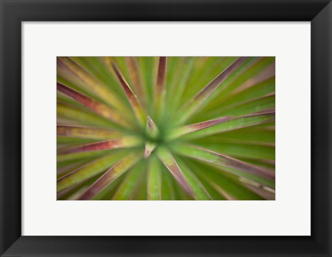 Framed Arizona Monocot Print