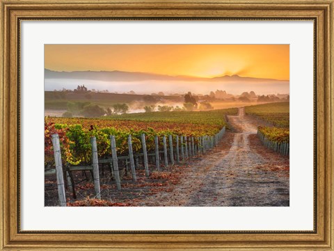 Framed Vineyard Sunrise Print