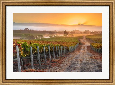 Framed Vineyard Sunrise Print