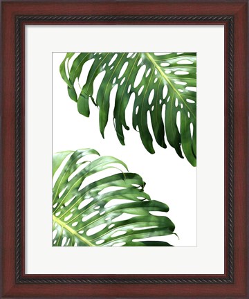 Framed Double Philodendron (color) Print