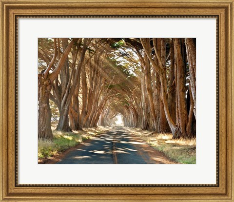 Framed Cypresses Print