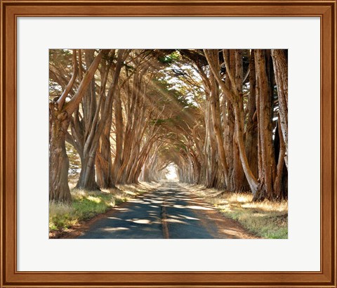 Framed Cypresses Print