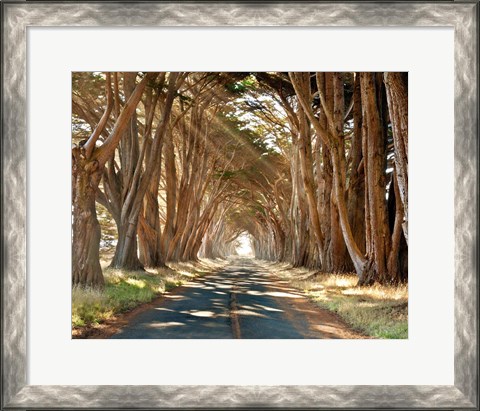 Framed Cypresses Print