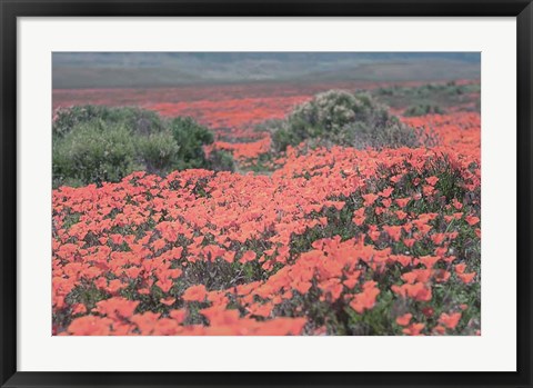 Framed California Blooms II Print