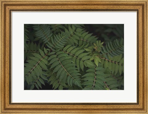 Framed Leafy VI Print