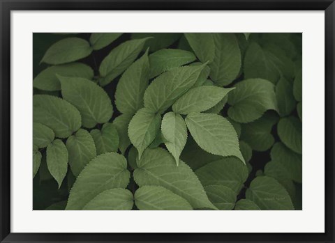 Framed Leafy I Print