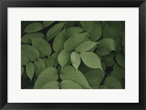 Framed Leafy I Print