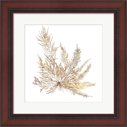 Framed Pacific Sea Mosses XII White Sq Print