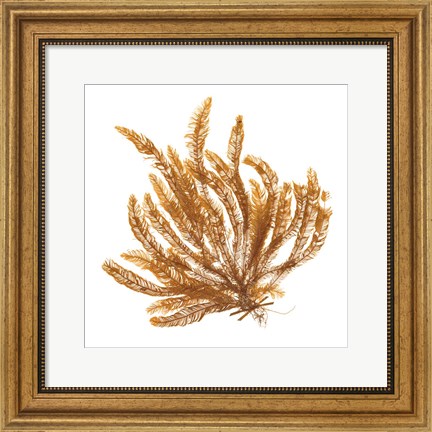 Framed Pacific Sea Mosses VII White Sq Print