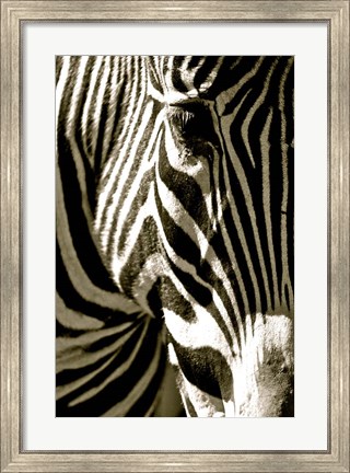 Framed Zebra Head Print