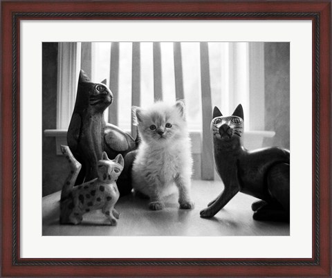 Framed Ragdoll Kitten Print