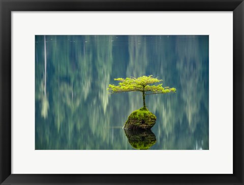 Framed Fairy Lake Bonsai Print