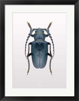 Framed Beetle 3 Print