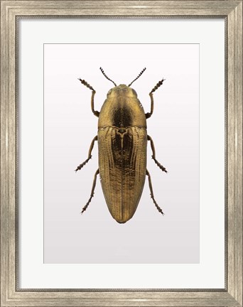 Framed Beetle 4 Print