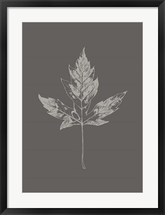 Framed Botanica 5 Print