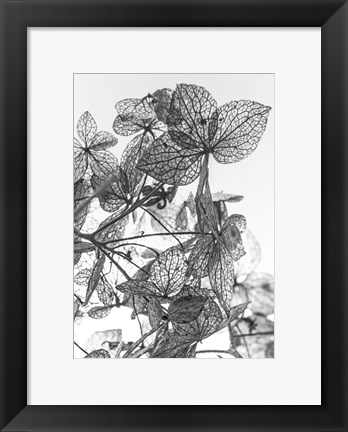 Framed Leaf Composition Print