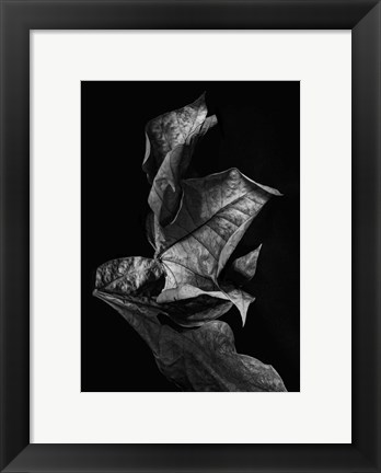 Framed Leaf Composition, Dark Print