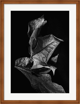 Framed Leaf Composition, Dark Print