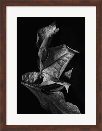 Framed Leaf Composition, Dark Print