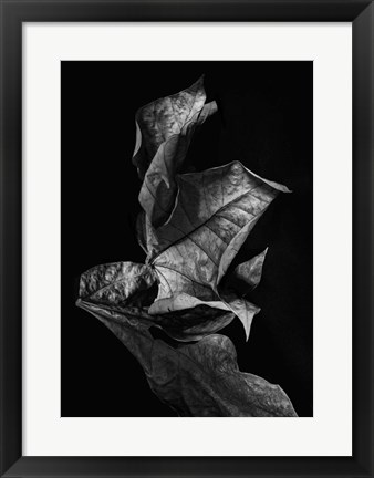 Framed Leaf Composition, Dark Print