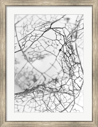 Framed Leaf Skeleton BW Print
