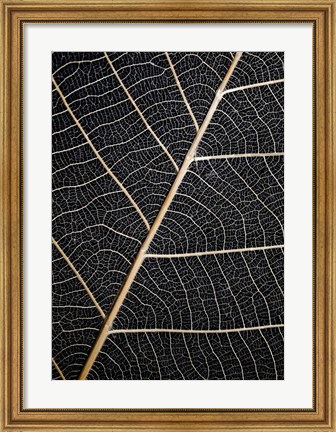 Framed Leaf Veins Print