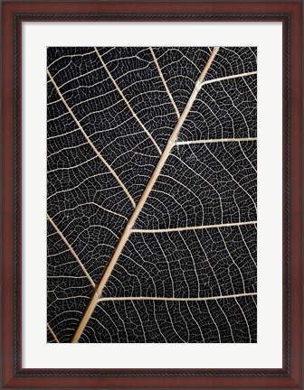 Framed Leaf Veins Print