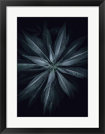 Framed Star Flower Print