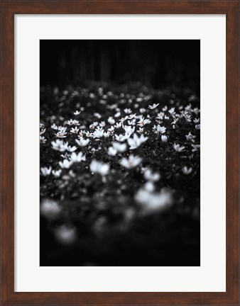 Framed Windflowers Print