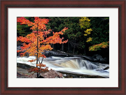 Framed Autumn, Lower Rosseau Falls Print